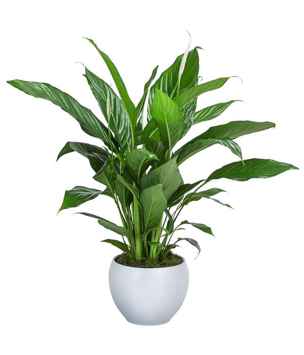 Einblatt - Spathiphyllum wallisii, in Keramik