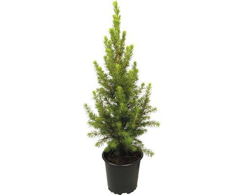 Dwerg Alberta Spar (Picea glauca 'Conica Perfecta') H ca. 30 cm Ø 11 cm pot, mini kerstboom geschikt om te planten