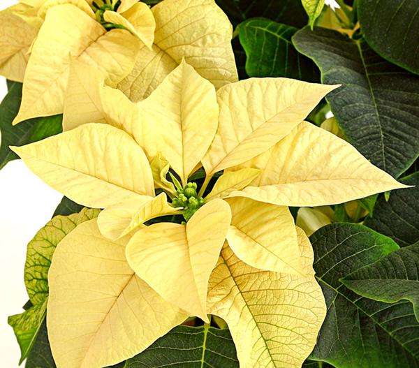 Weihnachtsstern - Euphorbia pulcherrima, Busch