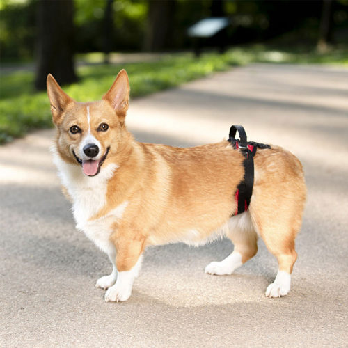 PetSafe Carelift - Draagsysteem voor de hond