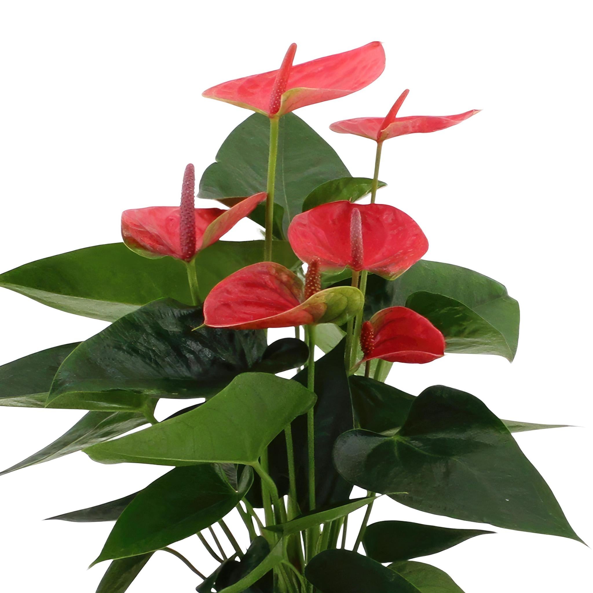 Plante d'intérieur - anthurium rouge et son pot crème 45cm