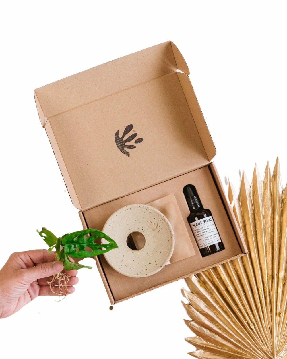 Plante d'intérieur - kit germination & hydroculture cm