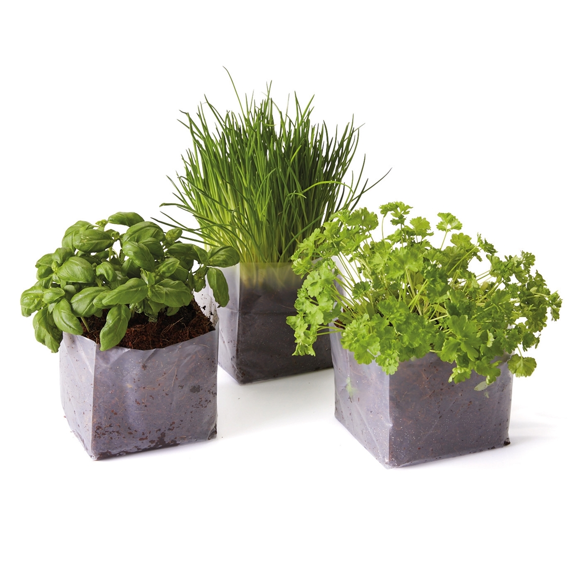 Mon mini potager