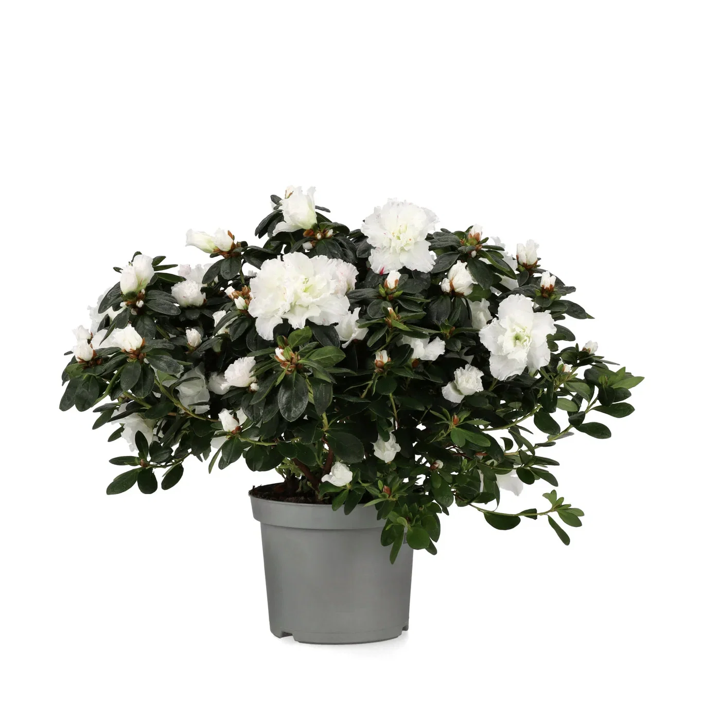 Rhododendron simsii Asalea Ø17 cm