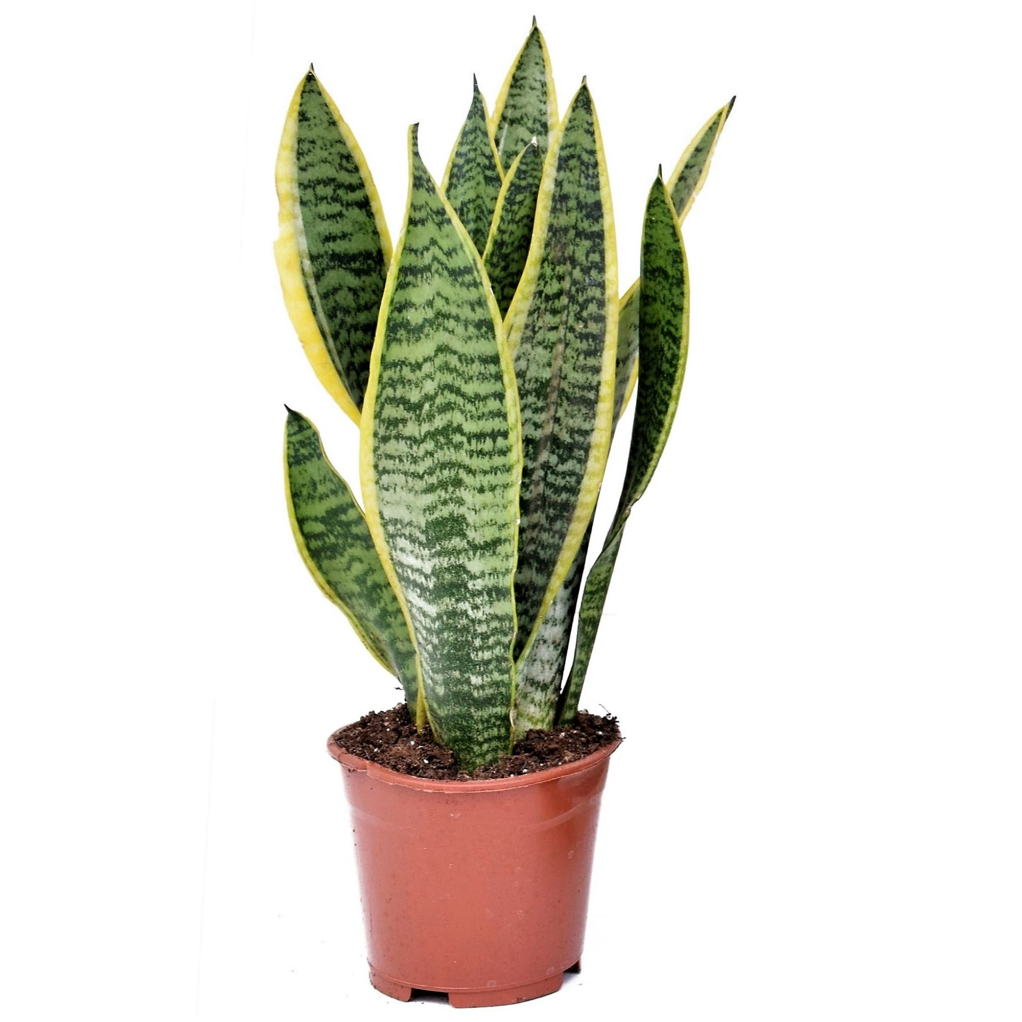 Sansevieria laurentii - langue femelle - pots 12cm - hauteur 30-40cm