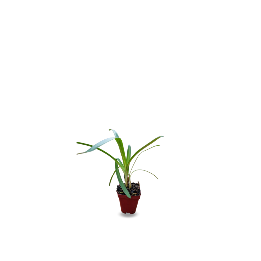 Agapanthe x windsor grey/agapanthus x 'windsor grey'[-]godet