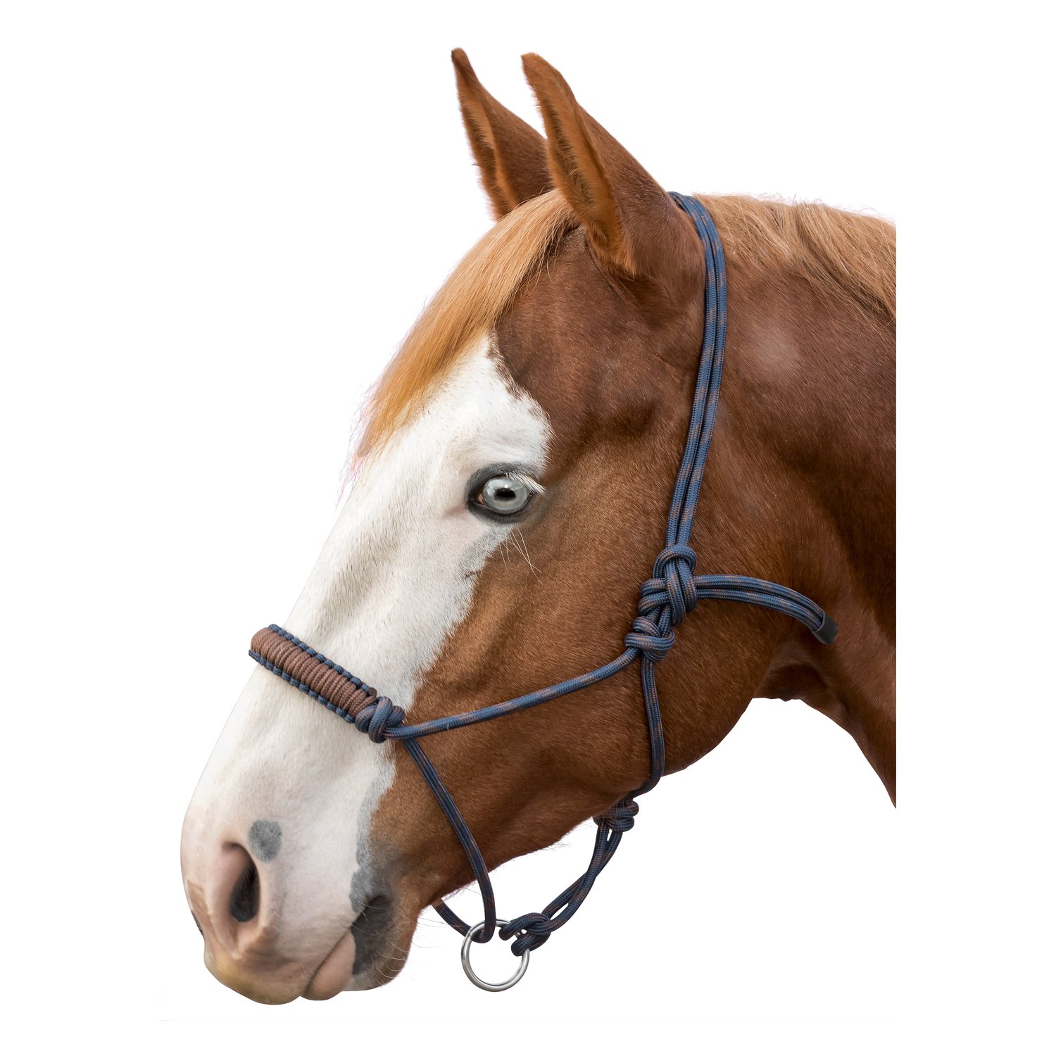 L-pro West Knotenhalfter Bicolor  - navy/chocolate