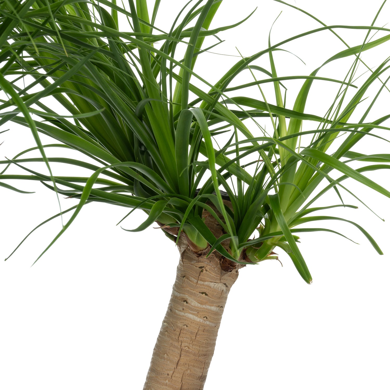 Olifantsvoet (Beaucarnea recurvata) D 30 H 120 cm