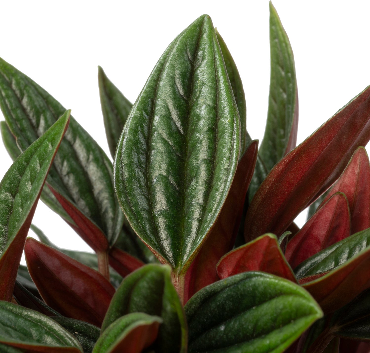 Biologische Peperomia (Peperomia 'Rosso') D 11 H 15 cm