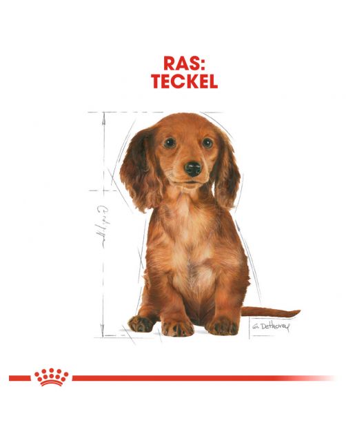 Royal Canin Dachshund - Puppy-Hondenvoer - 1.5 kg