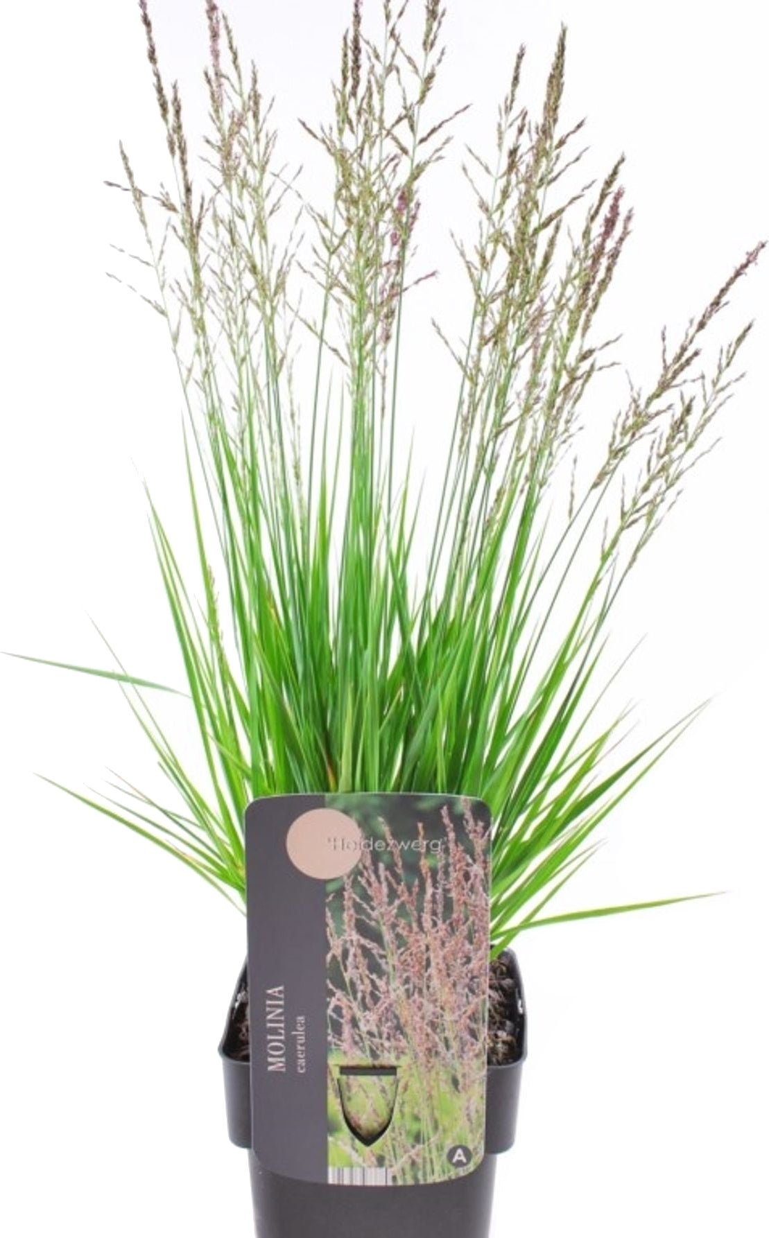 Pijpestrootje (Molinia caerulea 'Heidezwerg') D 17 H 10 cm