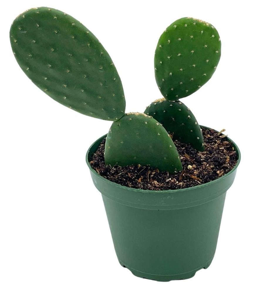 Opuntia ficus indica (figuier de barbarie) jaune - taille pot de 2 litres ? 20/30 cm