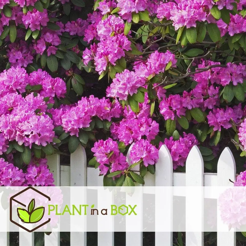 Rhododendrons - Set van 6 - Rhododendron catawbiense - Hoogte 25-40cm - ⌀9cm
