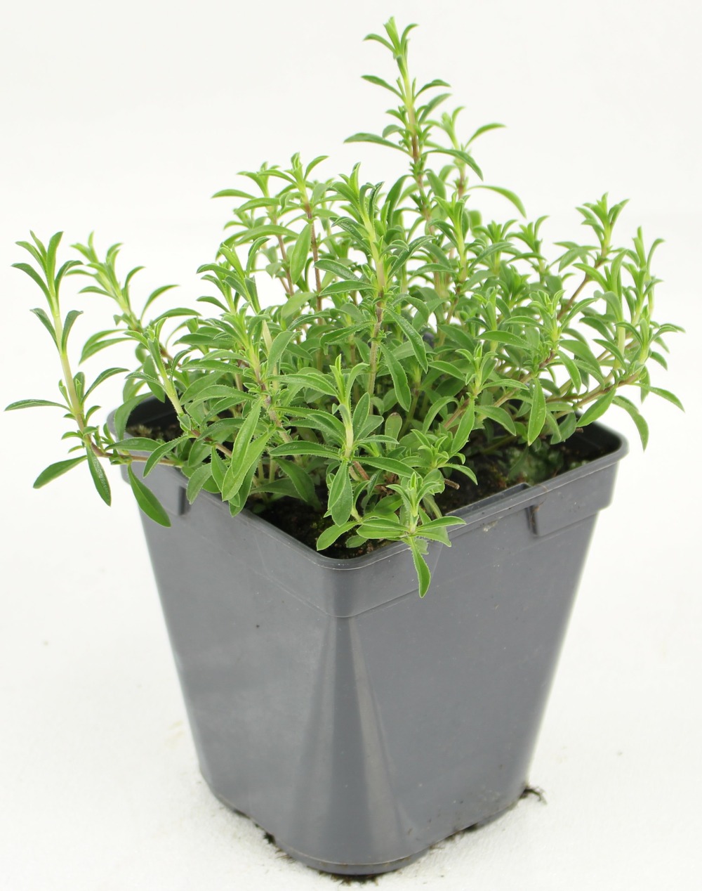 Plant de sarriette pot de 1l