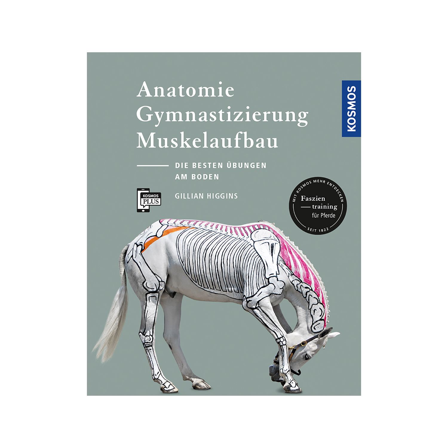 Anatomie, Gymnastizierung, Muskelaufbau