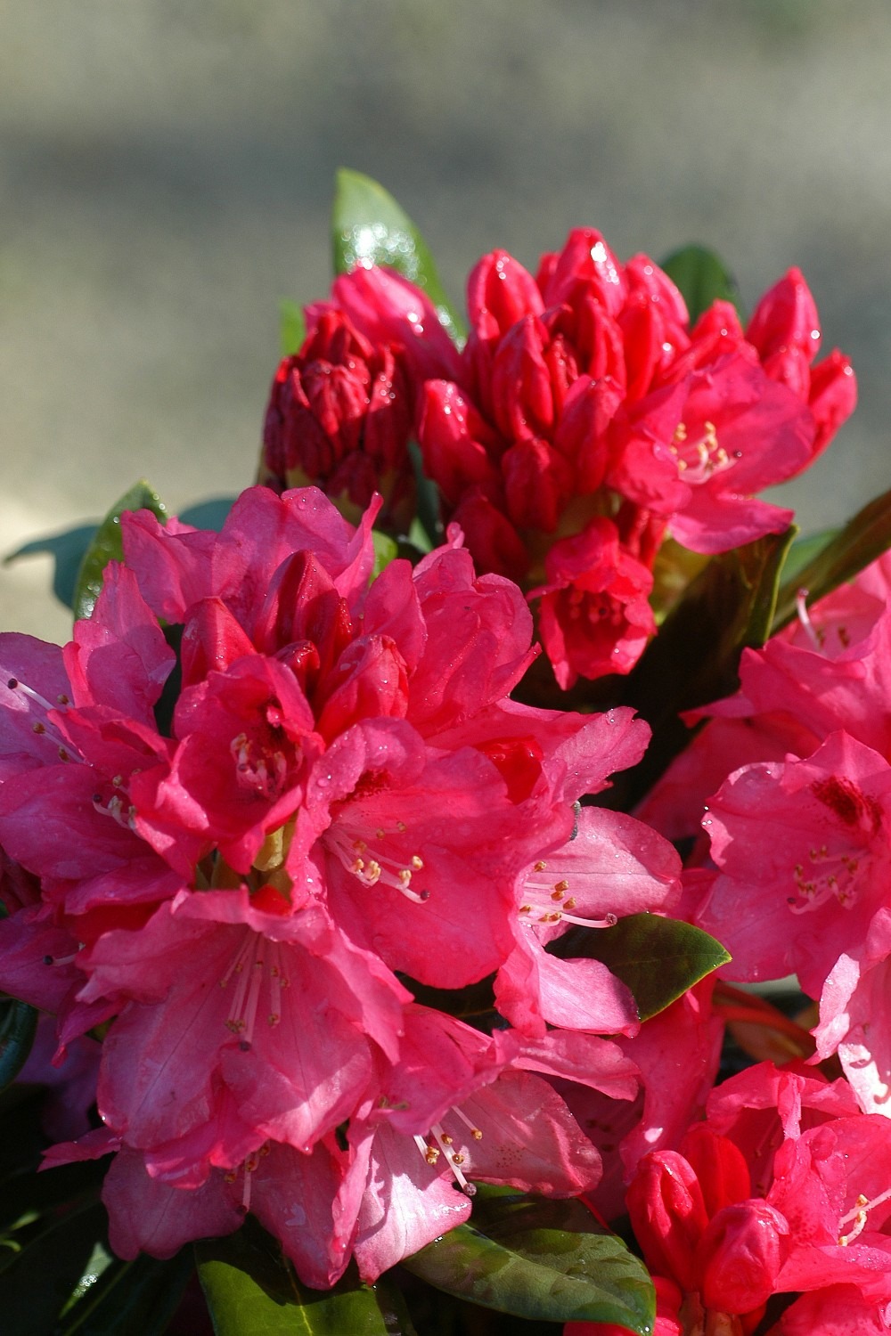 Rhododendron 'sneezy' - 4l
