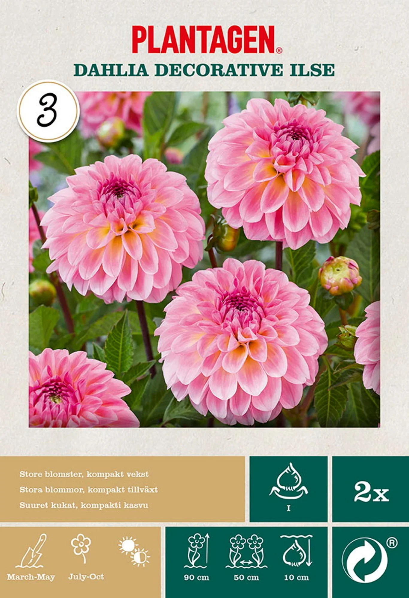 Dahlia x pinnata 'Ilse' Georgine 'Ilse' 2 pk