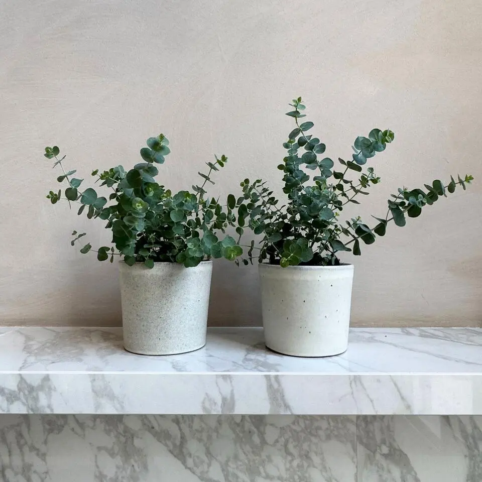 Gomboom - Set van 2 - Eucalyptus 'Pulverulenta' - Hoogte 25-40cm - ⌀13cm
