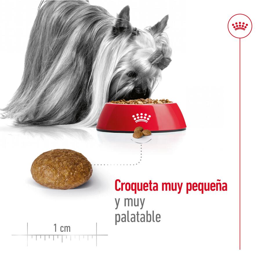 Ração Royal Canin X-Small para cães adultos com mais de 8 anos