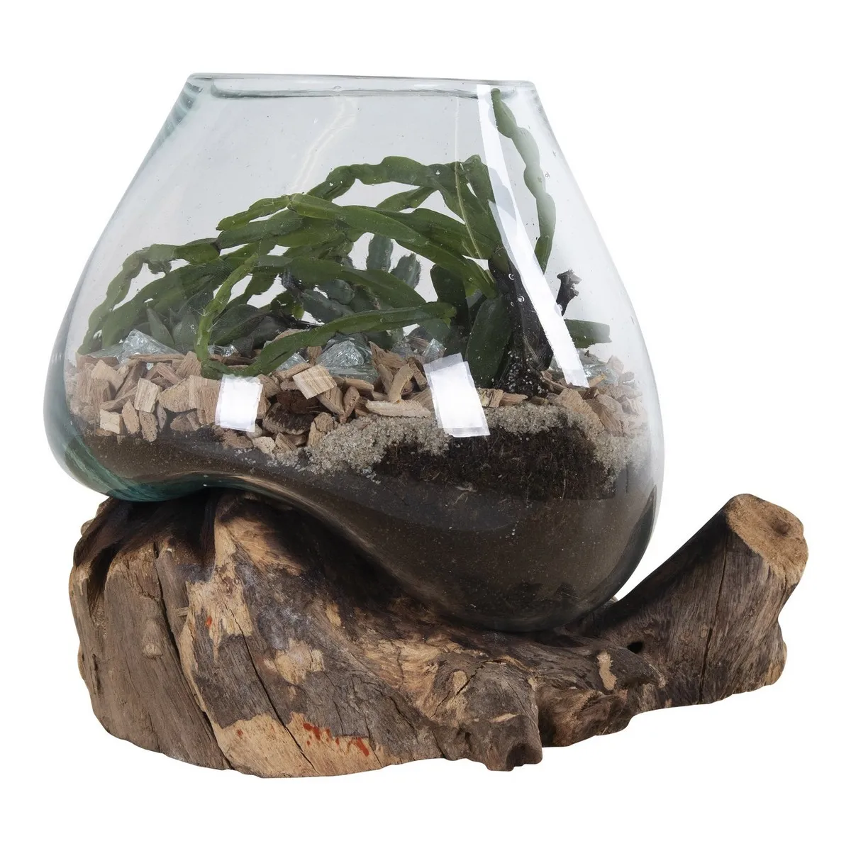 Epikasa Terrarium San Marron