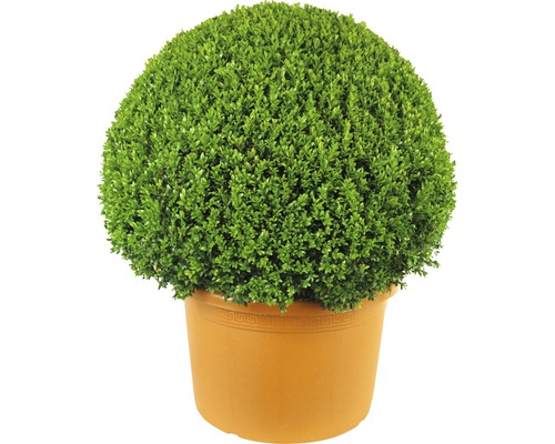 Buxusbol (Buxus sempervirens), diameter ca. 2,5 cm 70cm, CO35 L