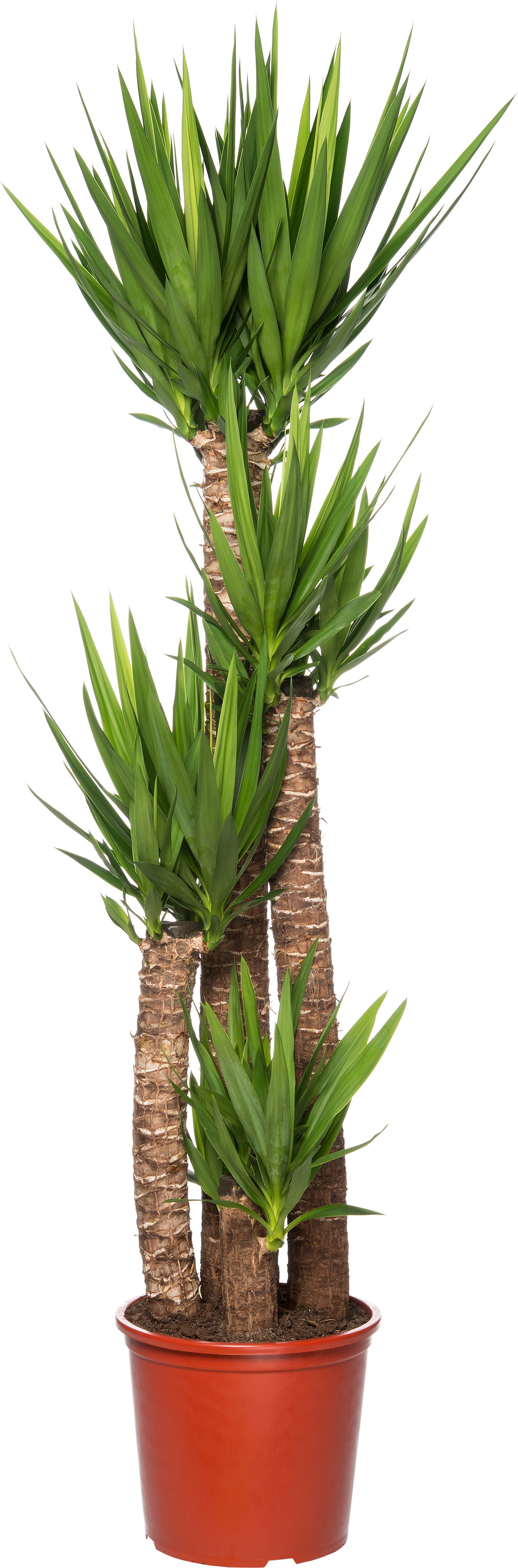 Yucca (Yucca elephantipes) D 32 H 160 cm