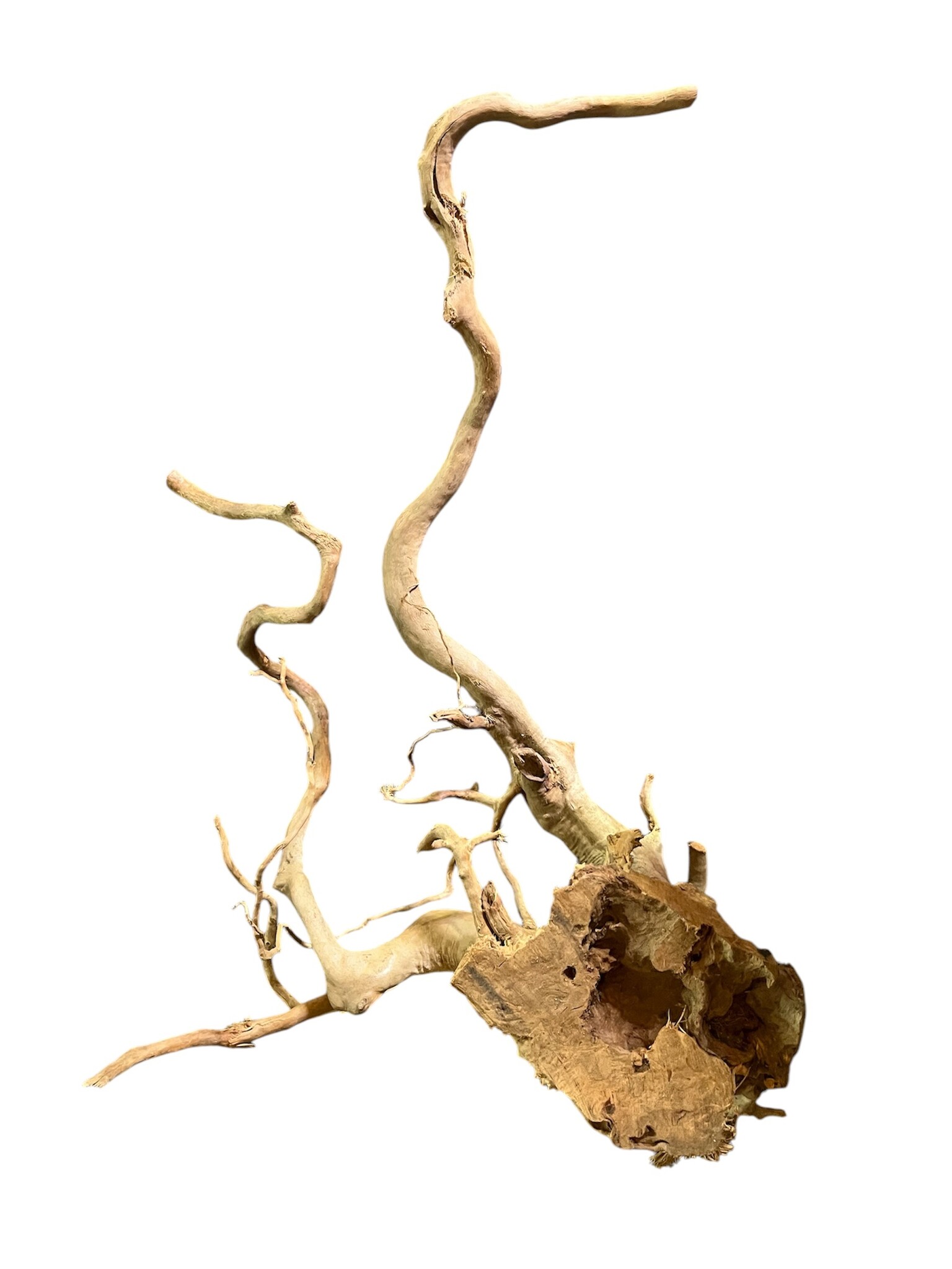 AquastoreXL Boomstronk XXL 70 - 100 cm 1,75kg - NR17 | natuurlijk hout