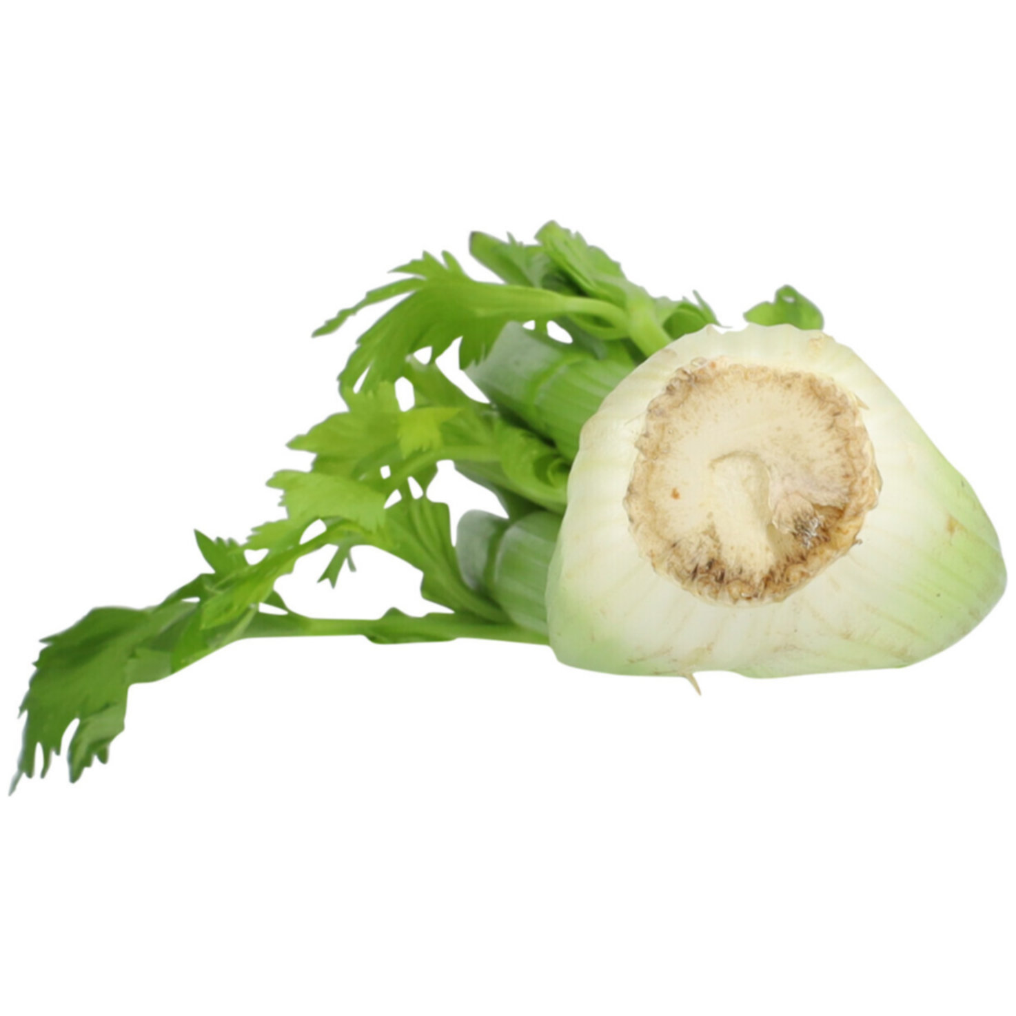 Stangensellerie ca. 500g -