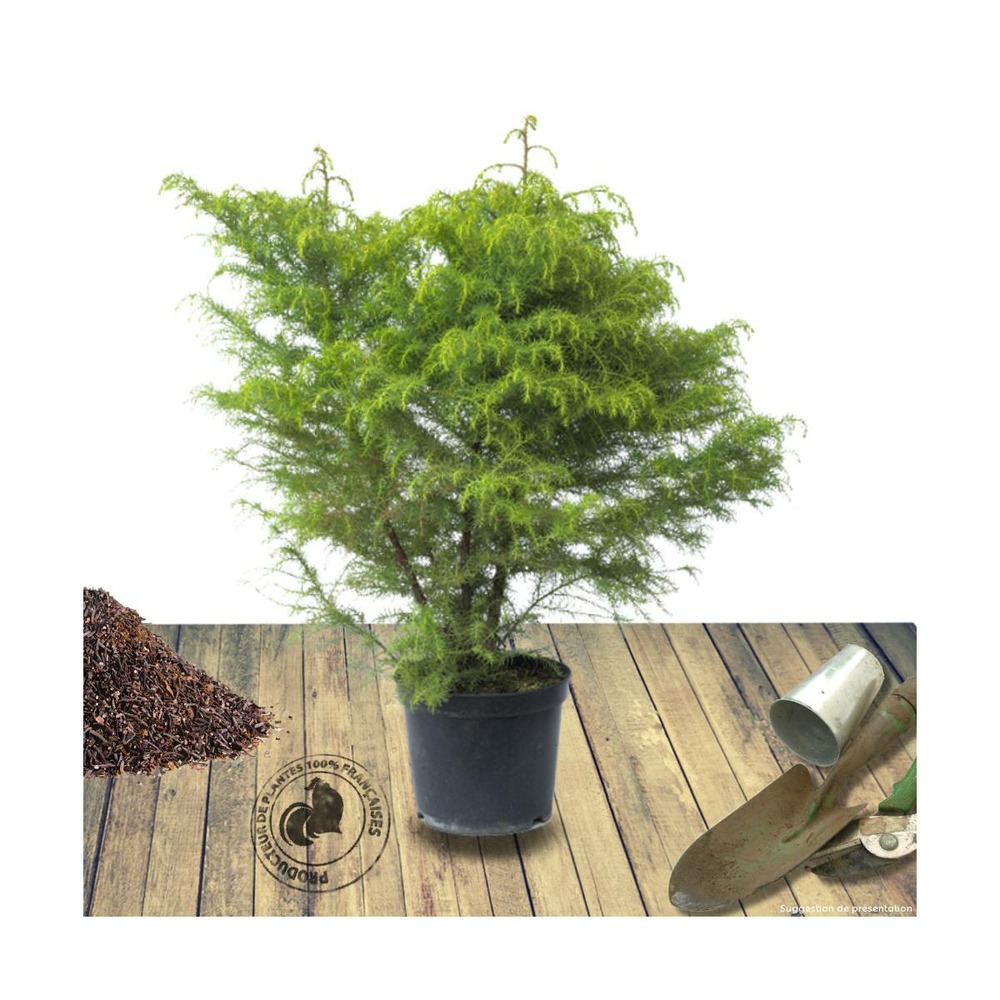 Cèdre du japon japonica elegans/cryptomeria japonica elegans[-]pot de 1,5l - 20/50 cm