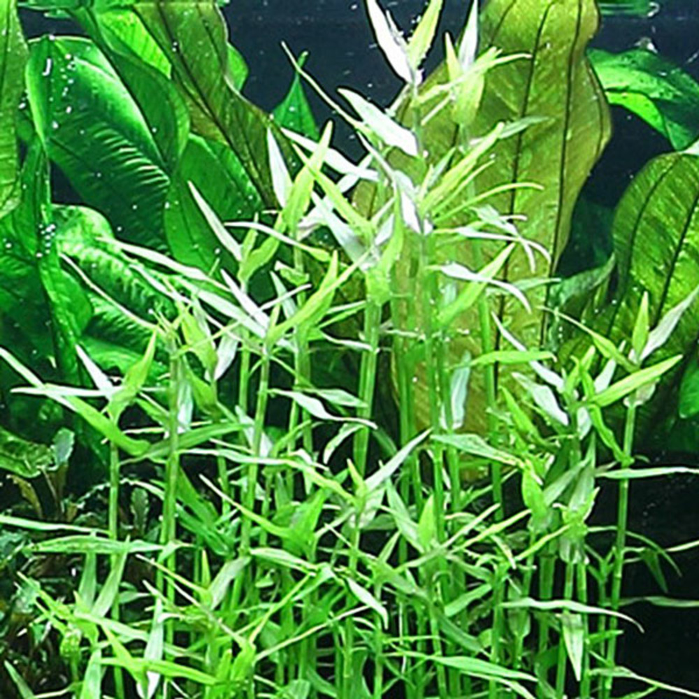 Murdannia keisak