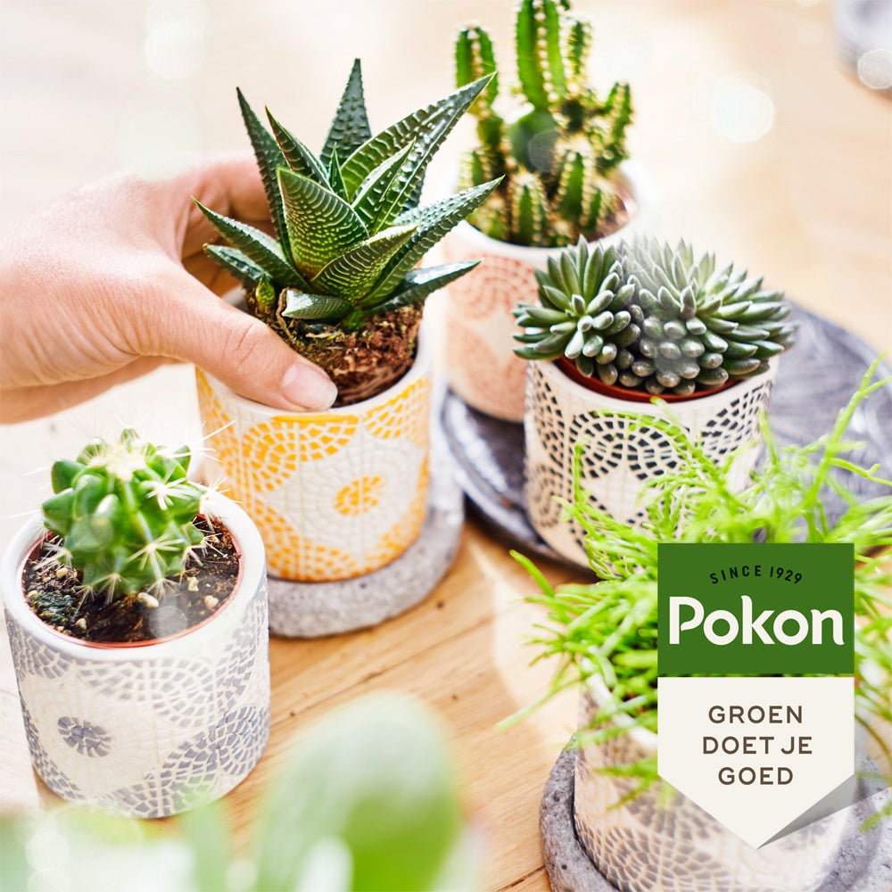 Pokon bio cactus en vetplant voeding 250 ml