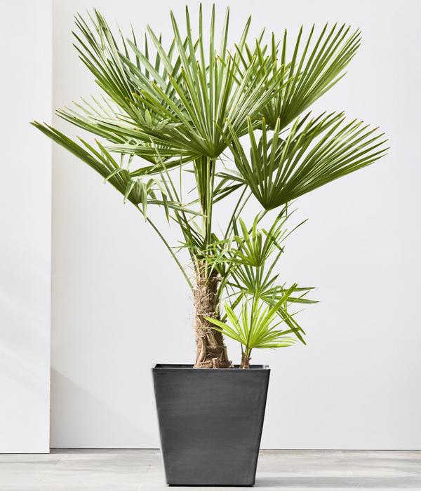 Ecopots Kunststoff-Topf Rotterdam mit Rollen