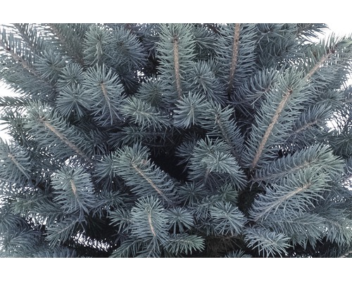 Blauwe spar, blauwe spar 'Baby blue' FloraSelf H 80-100 cm Co 5 L Mini kerstboom geschikt om te planten