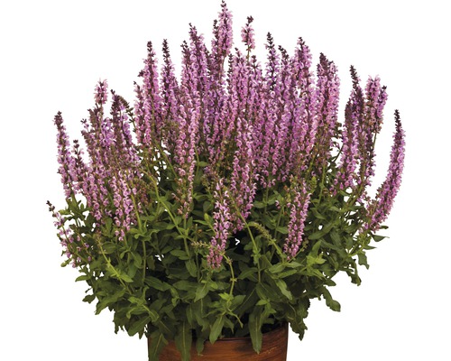 Bossalie, siersalie FloraSelf Salvia nemorosa H 20-40 cm Co 5 L