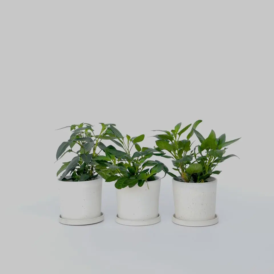 Meloenpeer - Set van 6 - Solanum Muricatum 'Pepino gold' - Hoogte 25-40cm - ⌀9cm