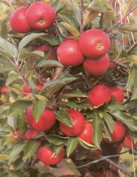 Biologische Handappel (Malus domestica 'Elstar') D 26 H 150 cm