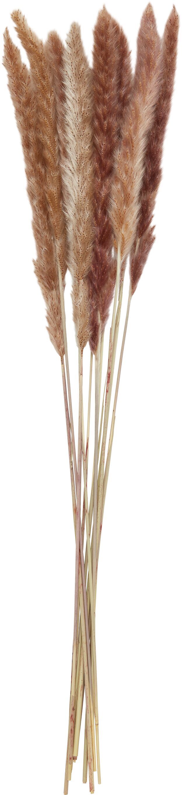 PAMPASGRAS Trockenpflanze - Natur / H: 65.0 cm