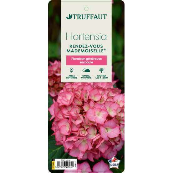 Hydrangea macrophylla Mademoiselle : C5L