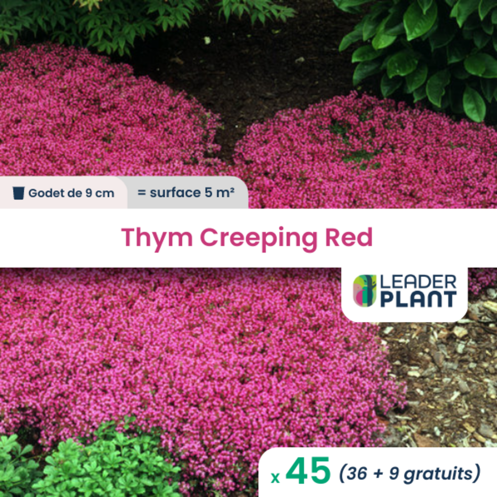 Thym creeping red ®