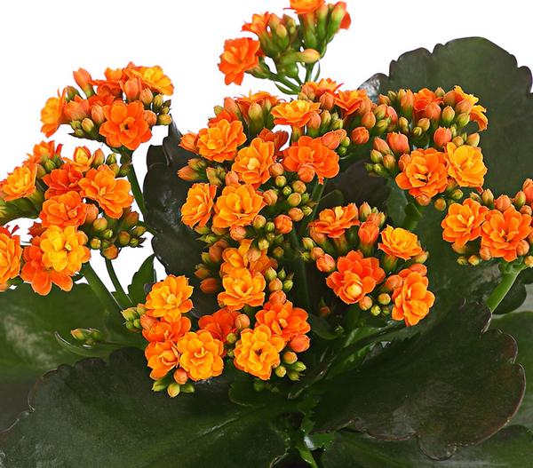 Flammendes Käthchen - Kalanchoe blossfeldiana