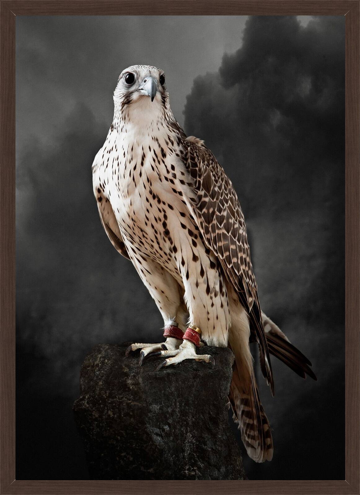Saker Hunting Falcon I by Tariq Dajani - Limited Edition. Edition of: 100. Signed.