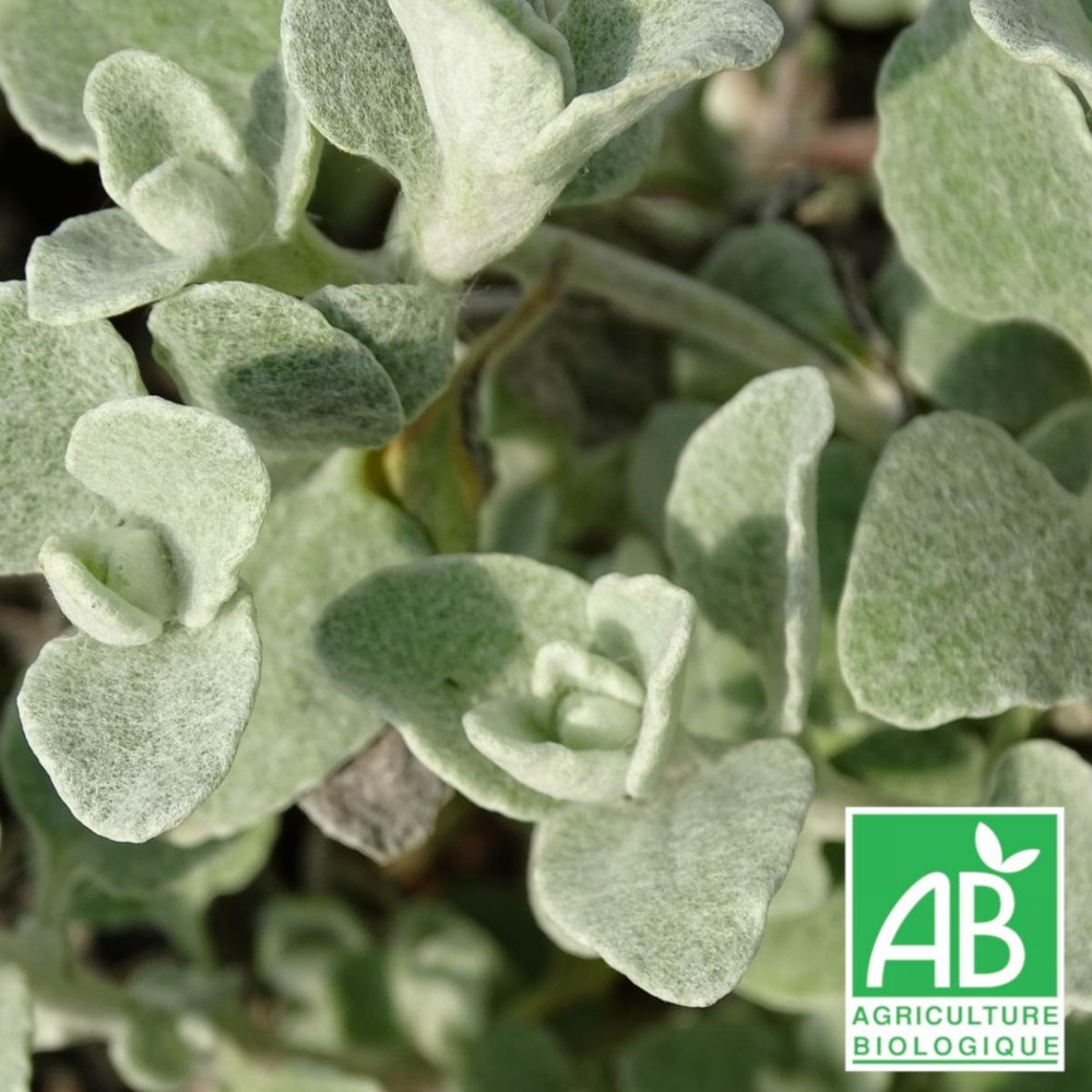 Immortelle blanche bio/helichrysum petiolare[-]godet