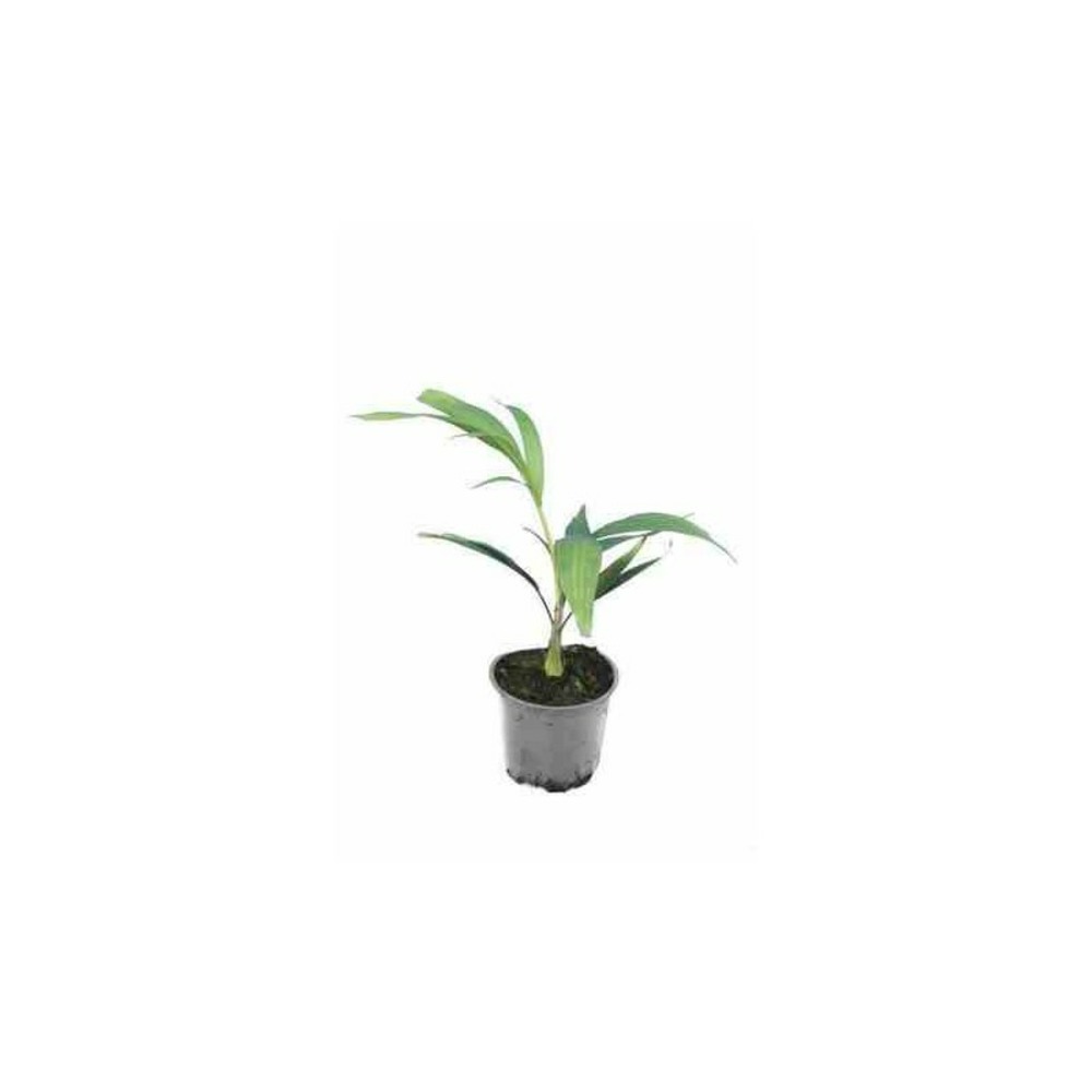 Ptychosperma macarthurii (palmier bambou) taille pot de 1 litre - 50/60 cm - jaune