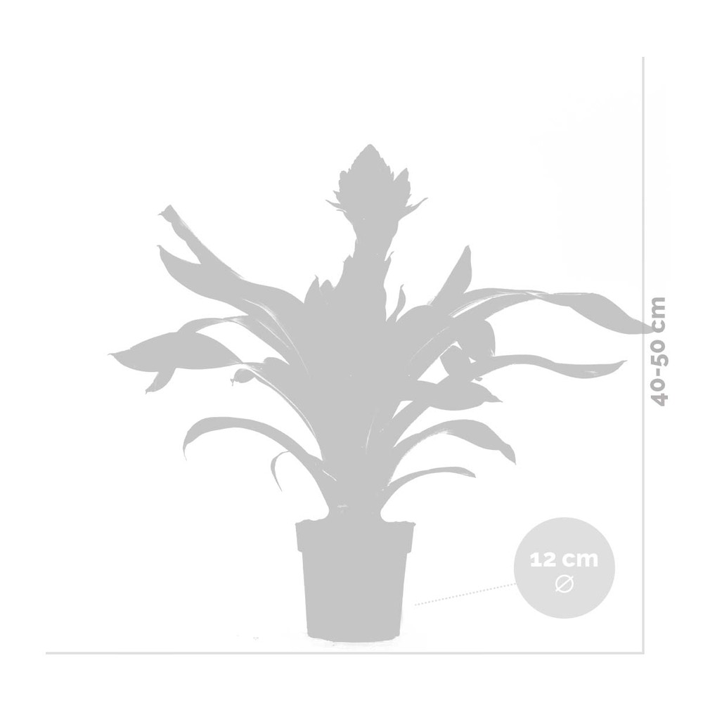 Guzmania crown – plante tube – plante d'intérieur – peu d'entretien – ⌀12 cm – ↕40-50 cm
