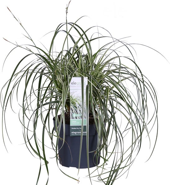 Japanse Zegge (Carex morrowii 'Feather Falls') D 19 H 40 cm