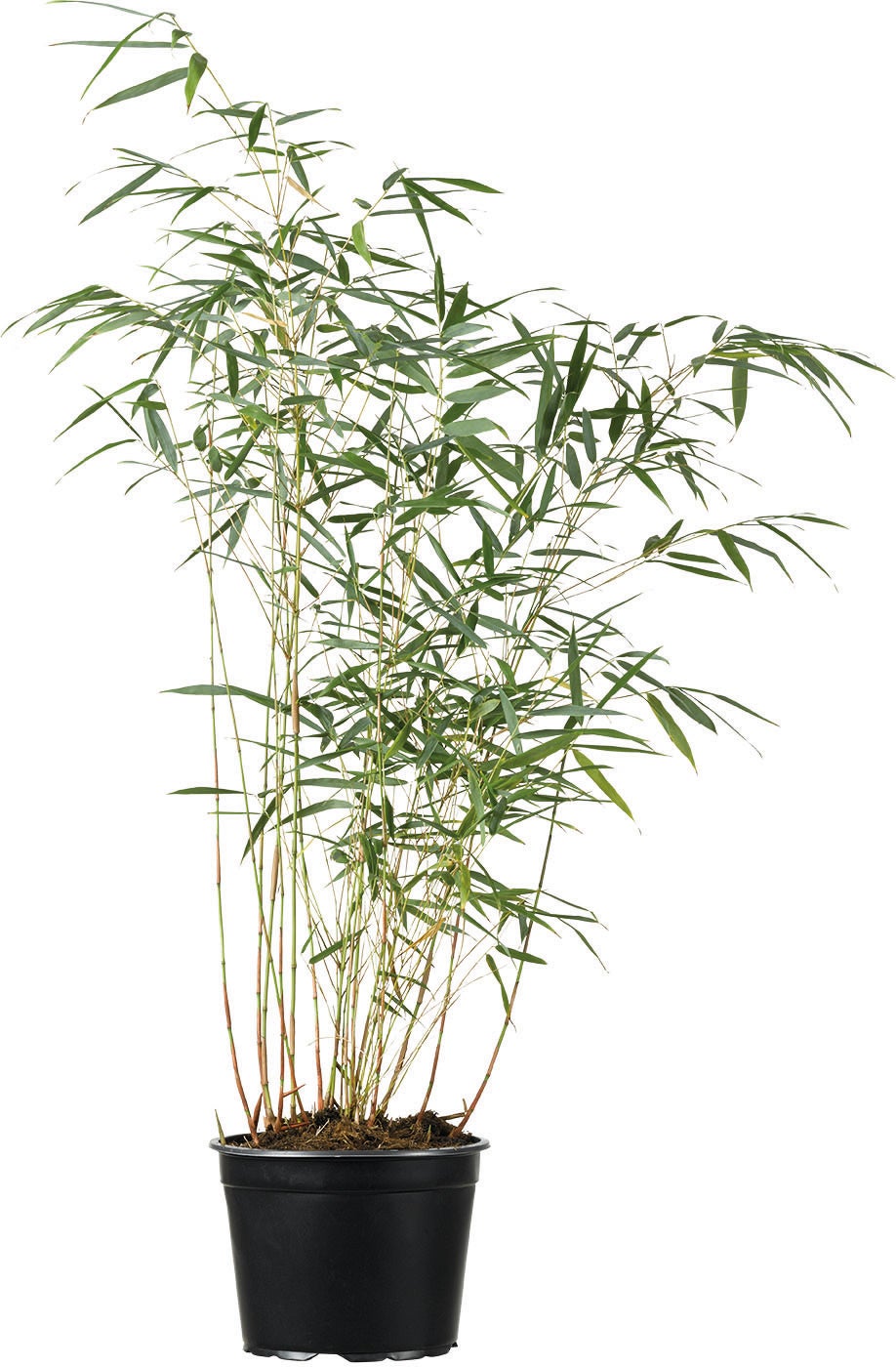 Bamboe (Fargesia 'Asian wonder') D 23 H 80 cm