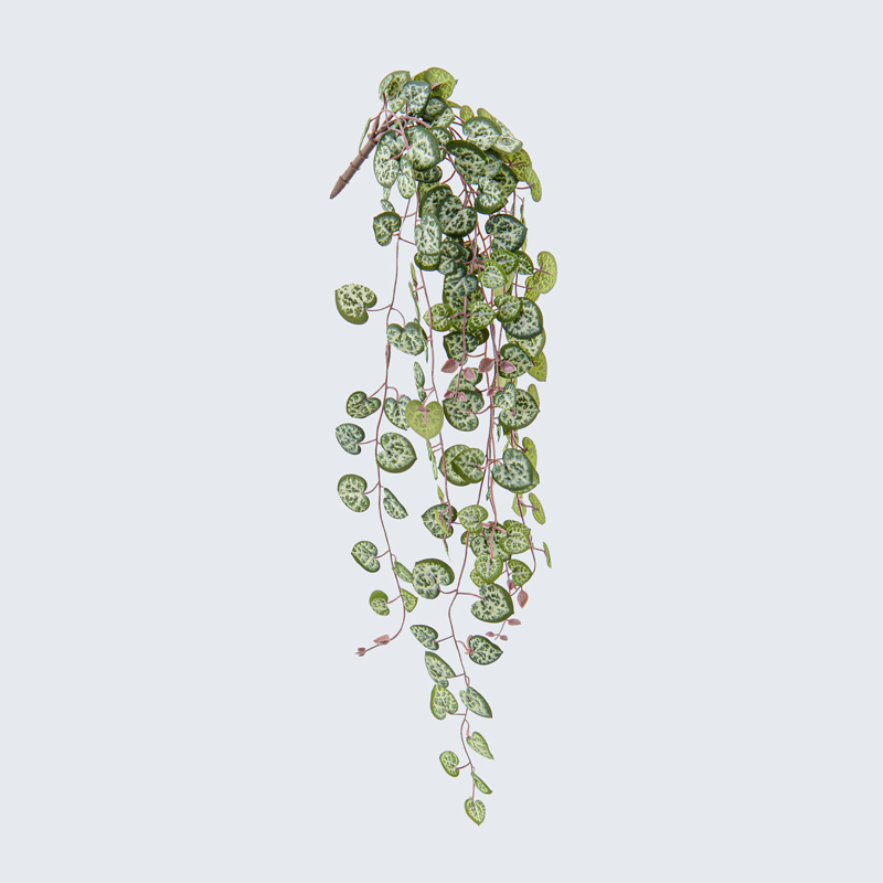 Branche de ceropegia vert