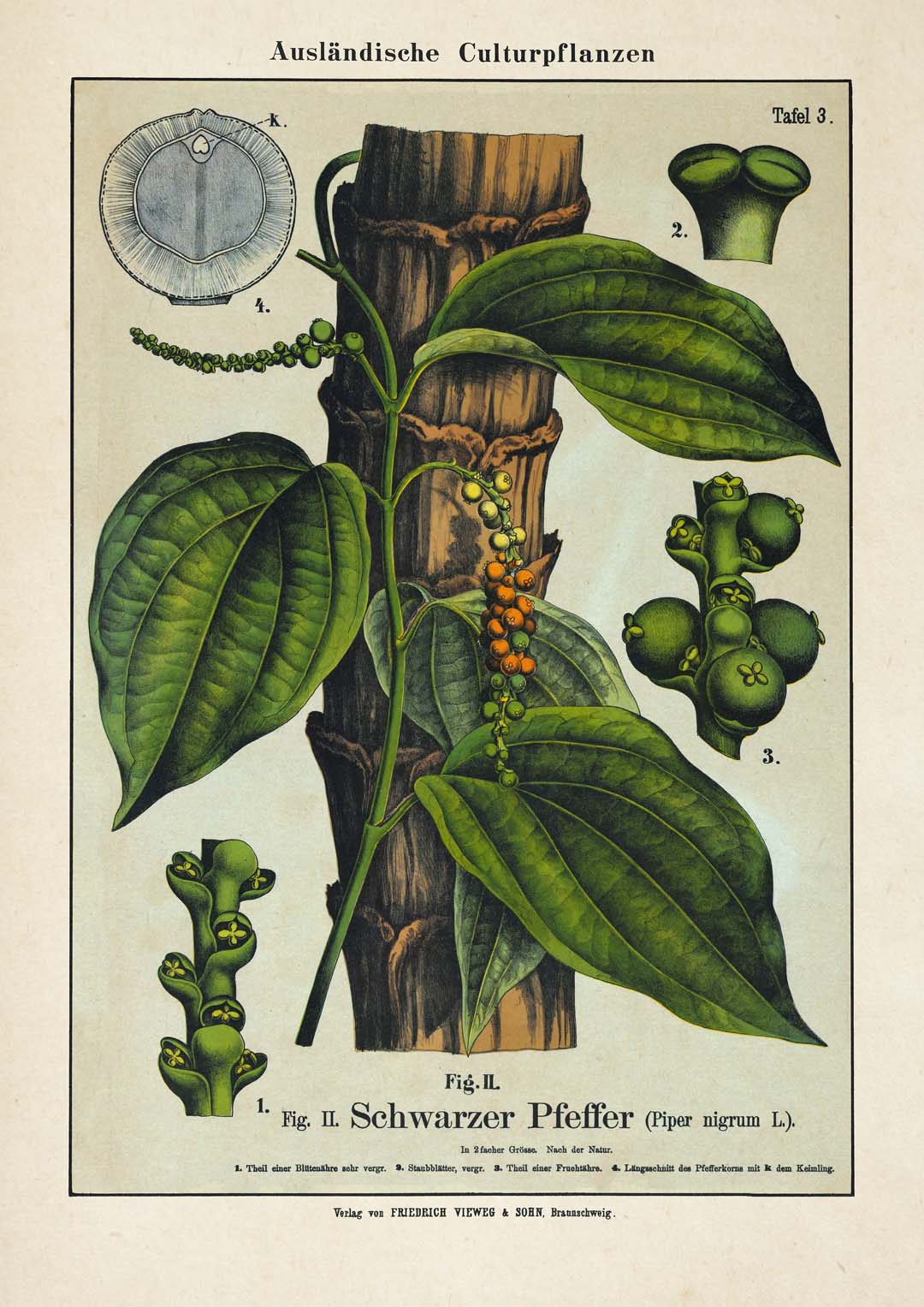 Schwarzer Pfeffer