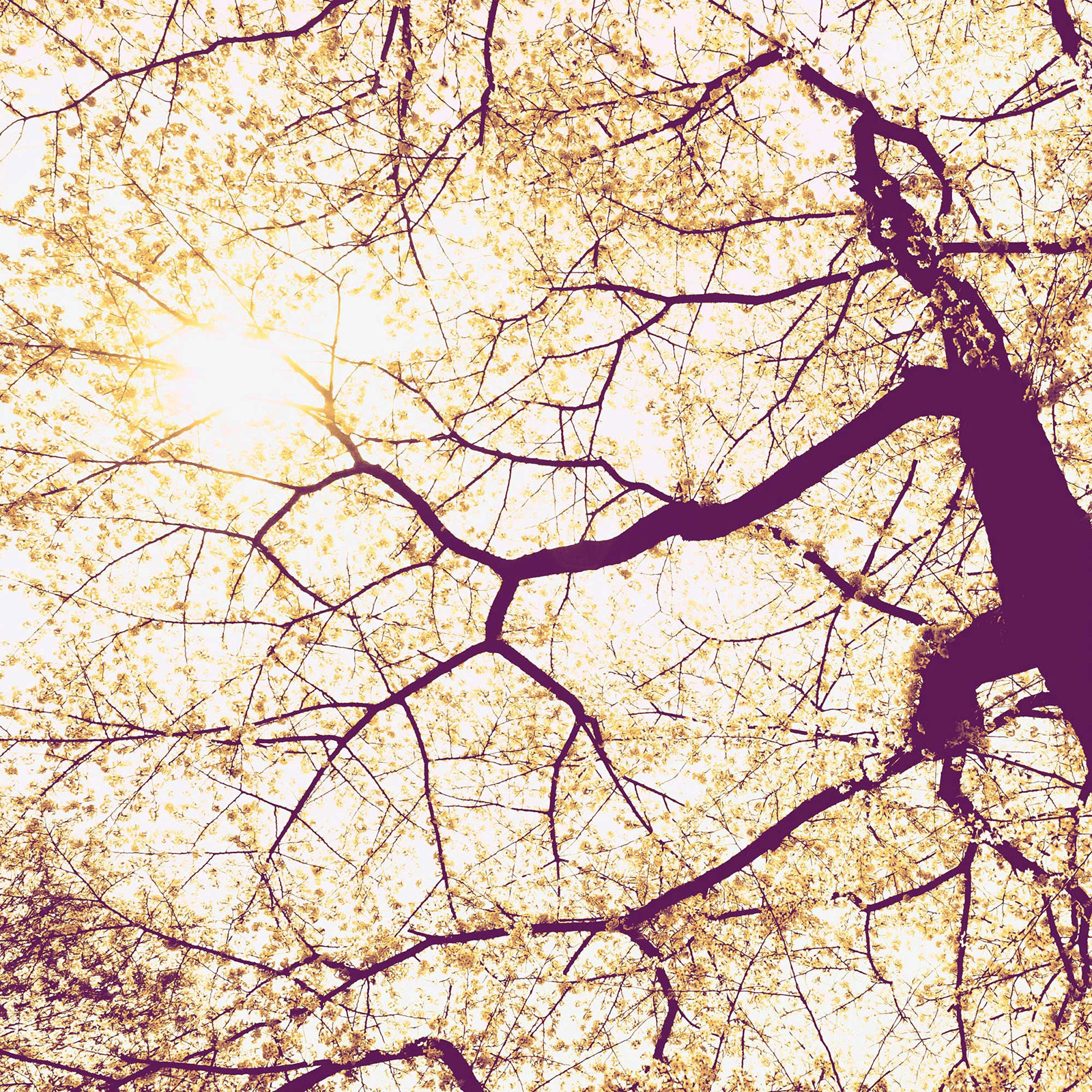 Vlies-Fototapete SUNSHINE - 250x250 cm