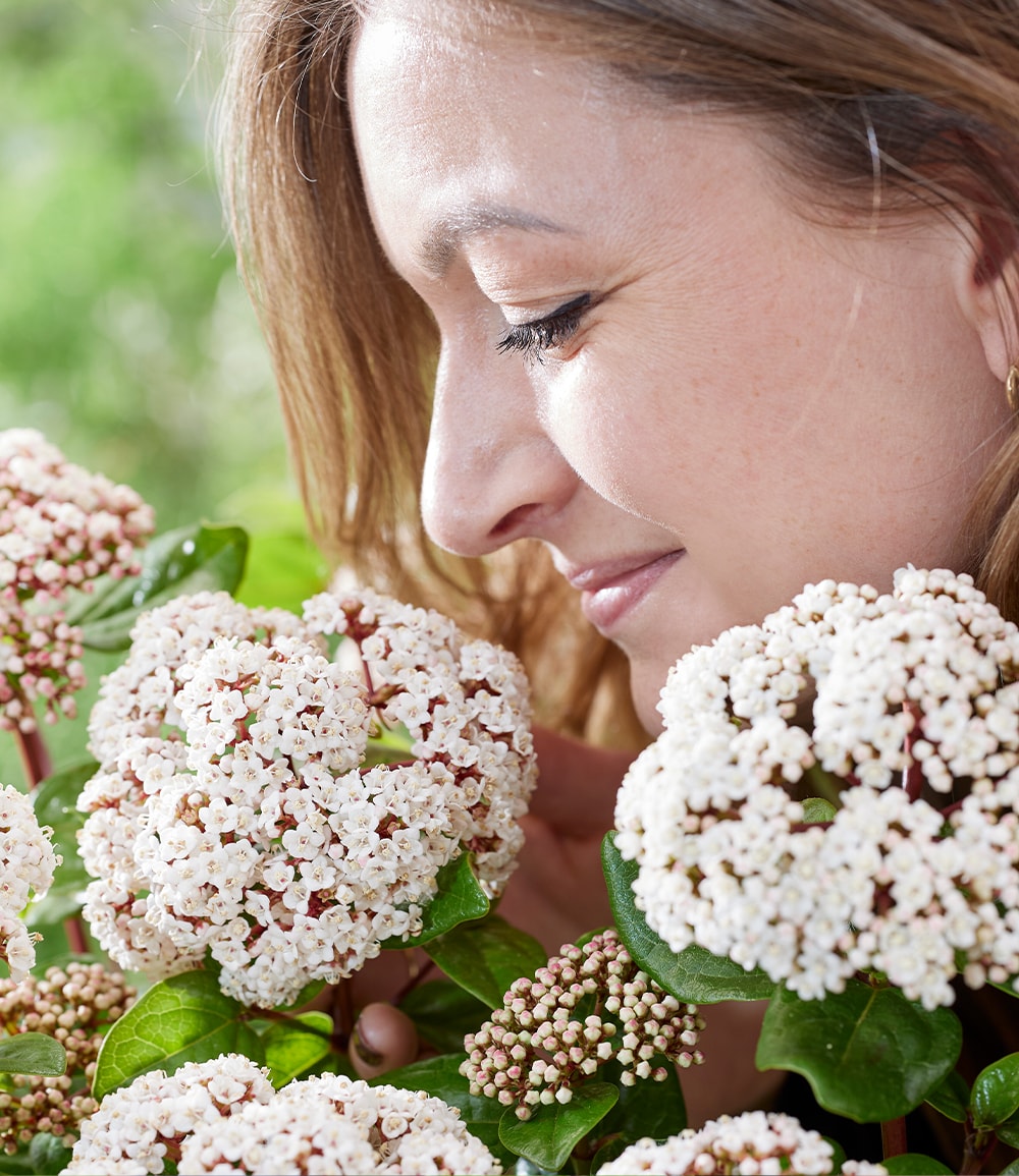 Winterblüher Viburnum 'Rock 'n Rolla®'